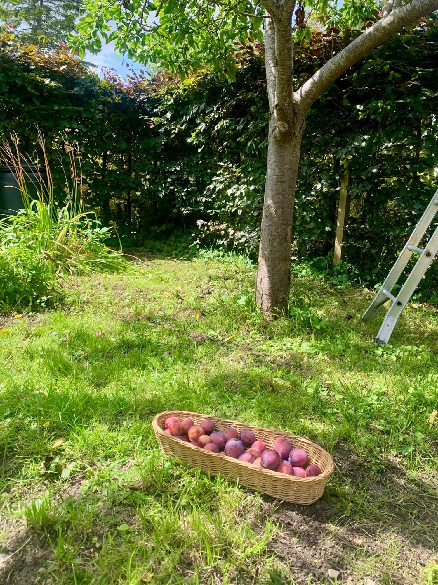 The Little Orchard Villa Watlington  Eksteriør billede